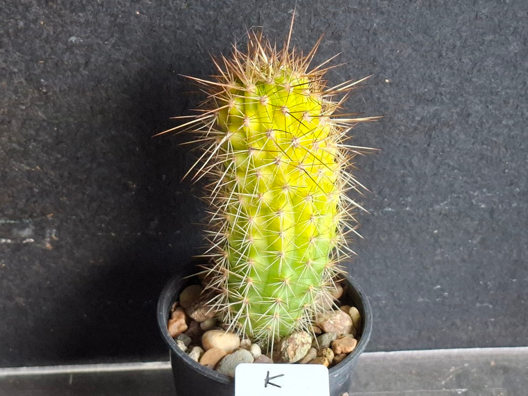 Variegated Thelegonus x Echinopsis mamillosa v subulata- CACVPLANT-K
