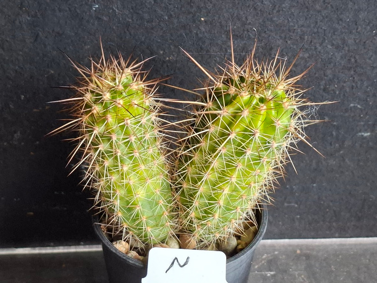 Variegated Thelegonus x Echinopsis mamillosa v subulata- CACVPLANT-N