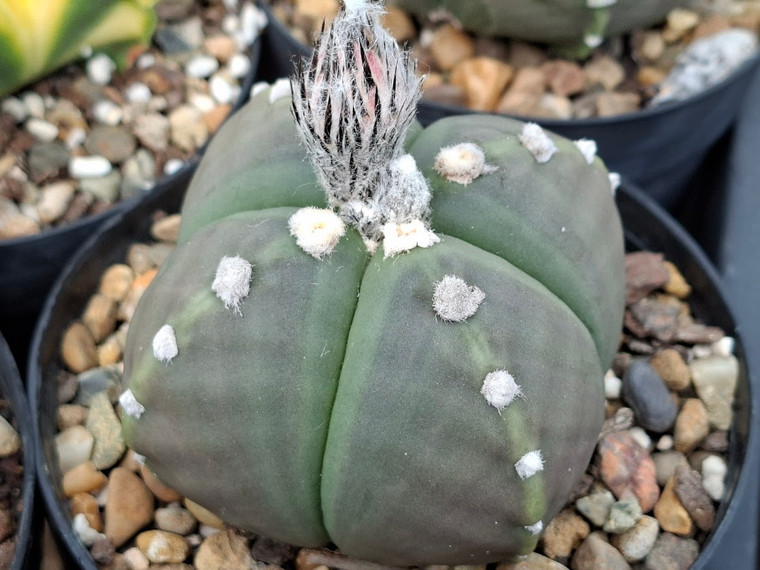 SEEDS- Astrophytum myriostigma nudum v quadricostatum-  (20) cactus seeds