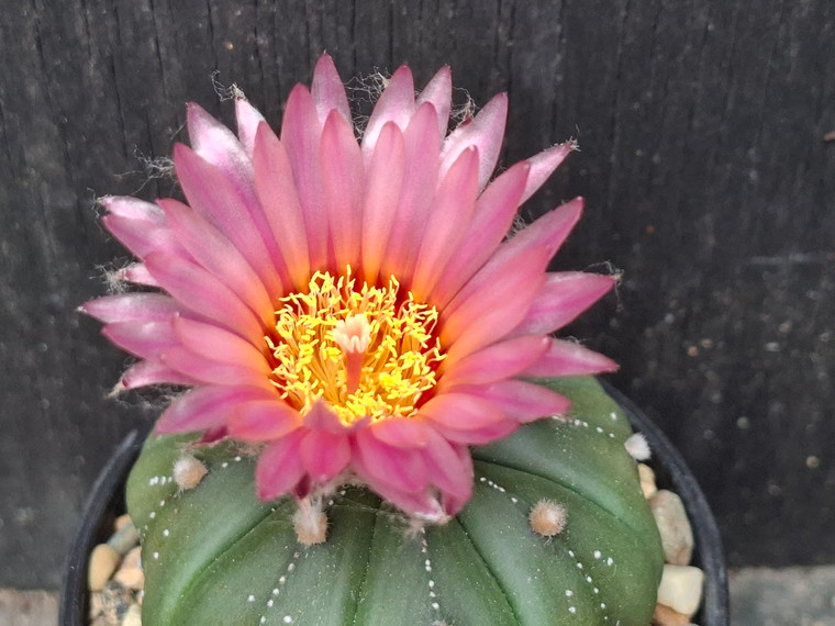 Astrophytum asterias  #AA160