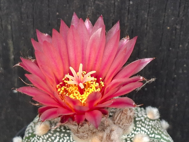 Astrophytum asterias  #AA161