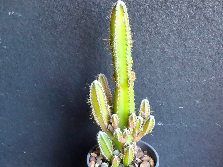 Cereus cv Fairycastles