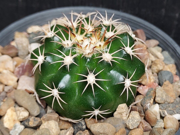 Discocactus horstii hybrid