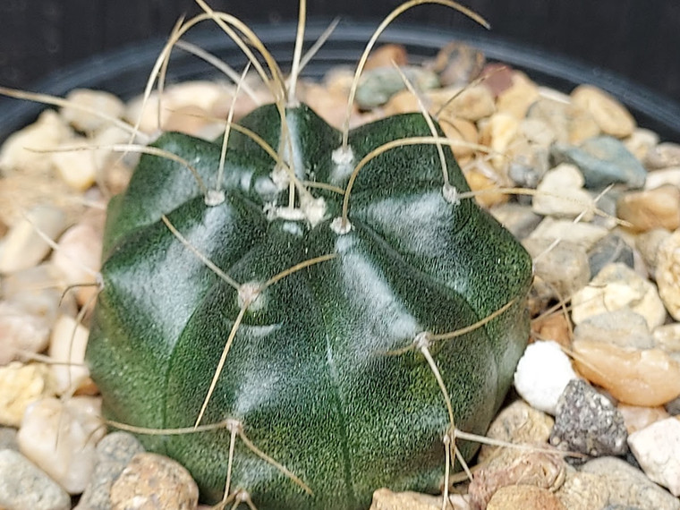 Echinocereus knippelianus v kruegeri