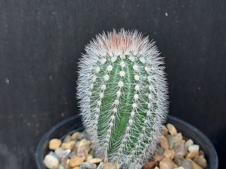 Echinocereus laui