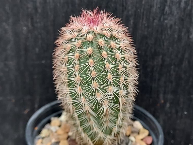Echinocereus pectinatus