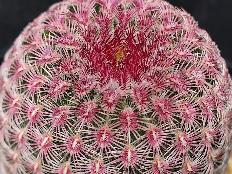 Echinocereus rigidissimus ssp rubrispinus - Rainbow Cactus