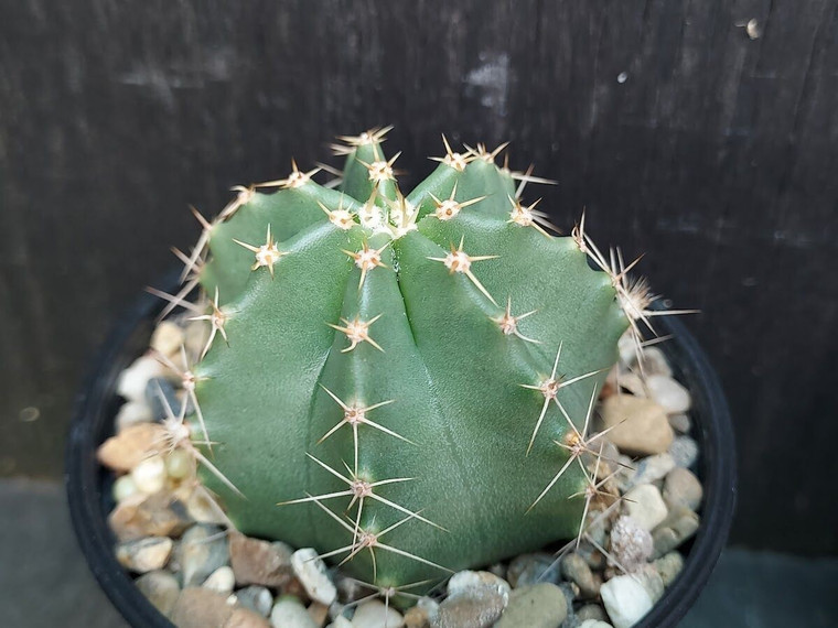 Echinocereus subinermis var ochoterenae