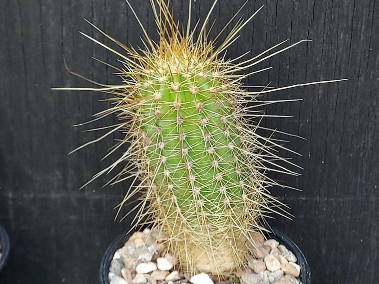 Echinopsis huascha