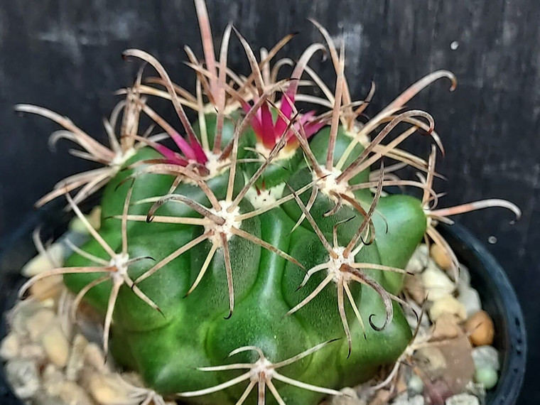 Ferocactus fordii