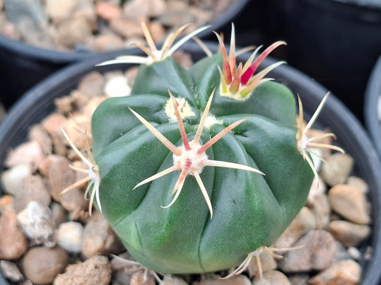 Ferocactus latispinus in pot 70mm across