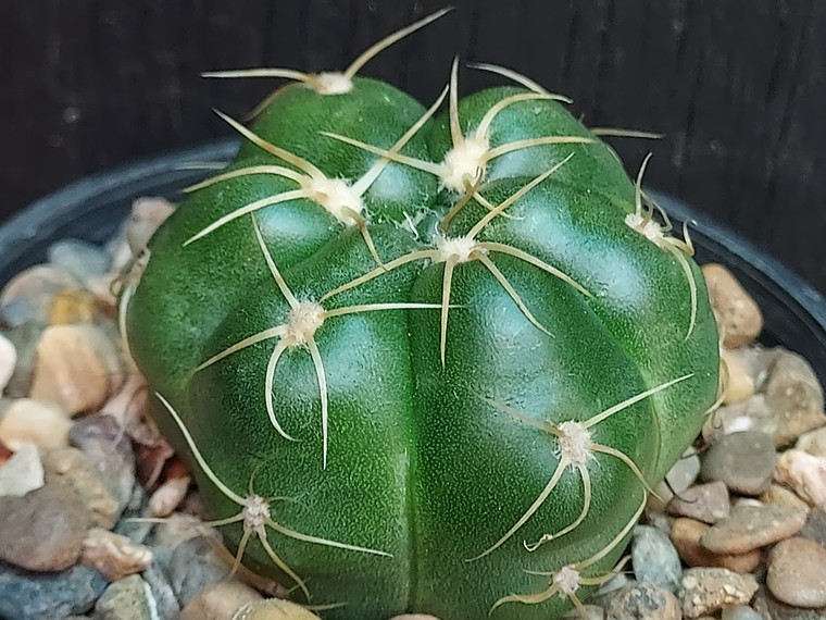 Gymnocalycium denudatum