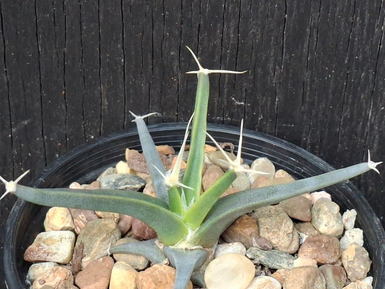 Leuchtenbergia principis