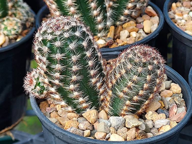 Pygmaeocereus akersii