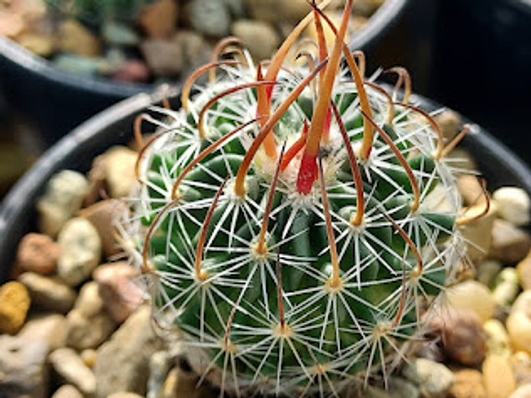 Stenocactus dichroacanthus