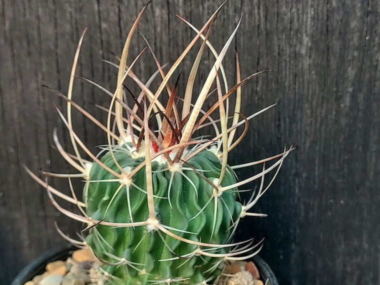 Stenocactus crispatus