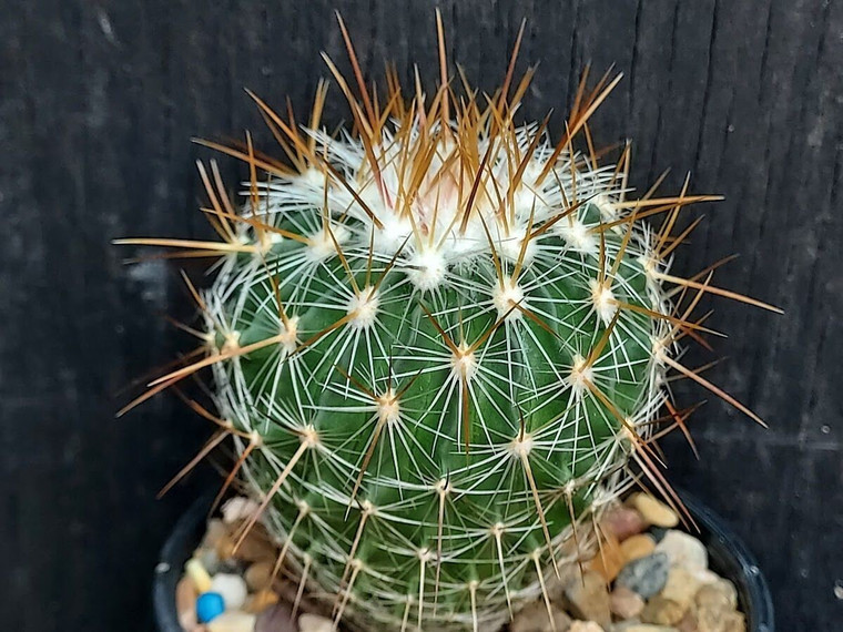 Stenocactus ochoterenanus