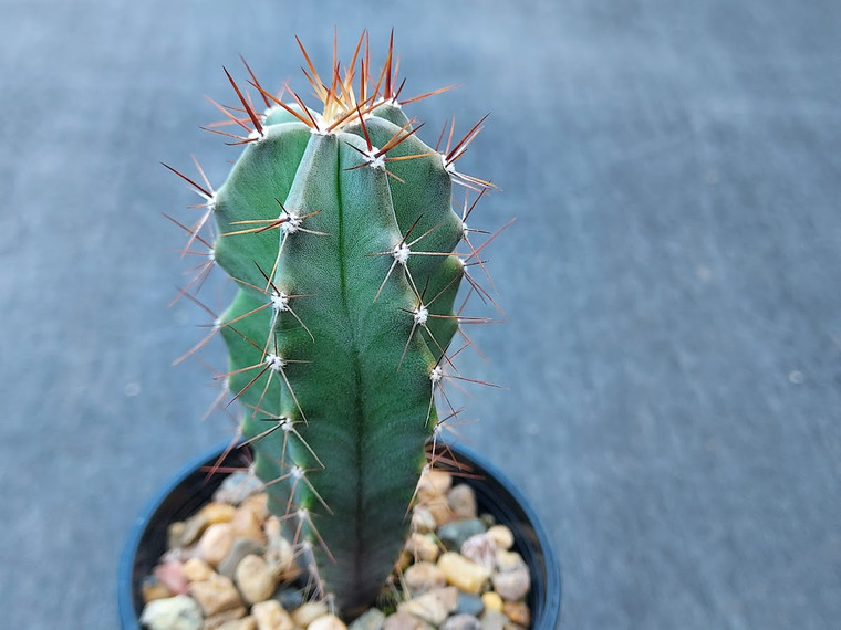 Stenocereus griseus