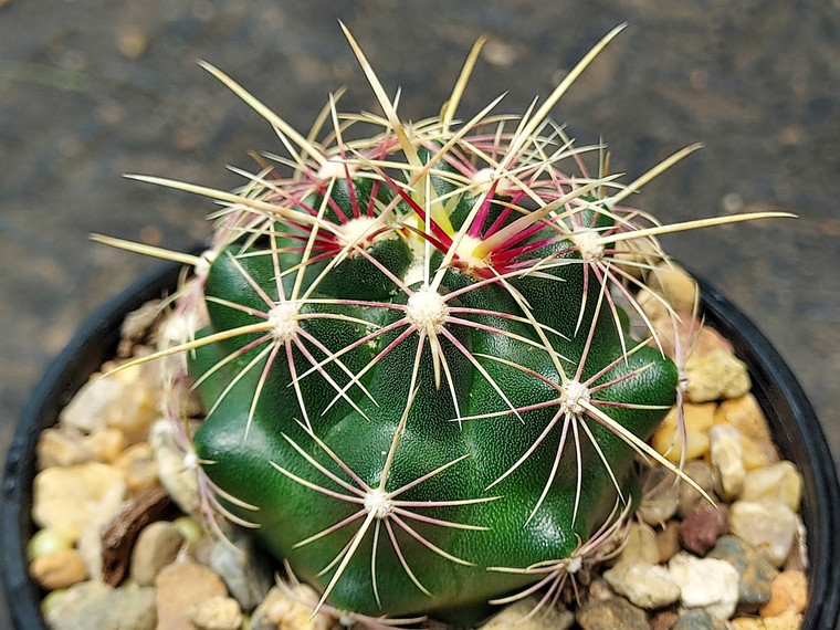 Thelocactus bicolor