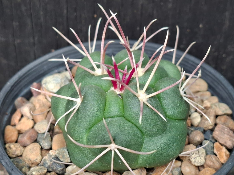 Thelocactus hexaedrophorus cactus plant in 70mm pot