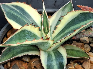 Agave lophantha 'quadricolor'