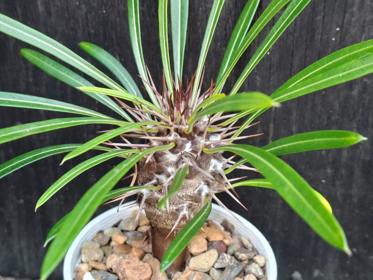 Pachypodium lamerei - Madagascar Palm