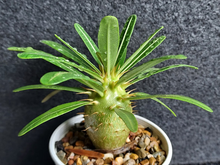 Pachypodium rosulatum