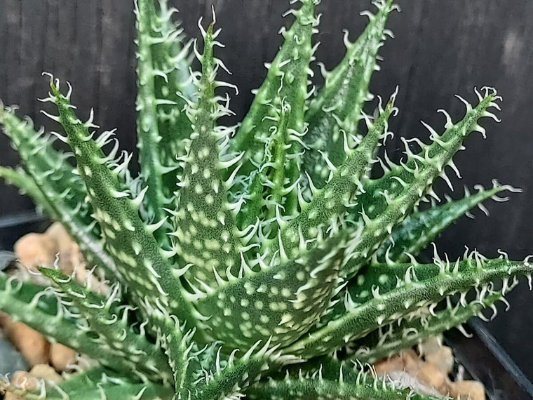 Aloe 'dainty'