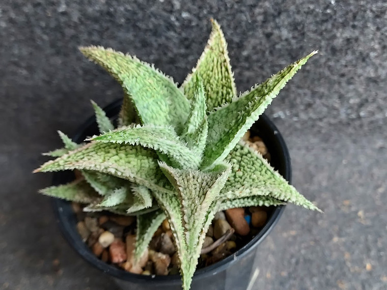Aloe 'paul hutchinson'