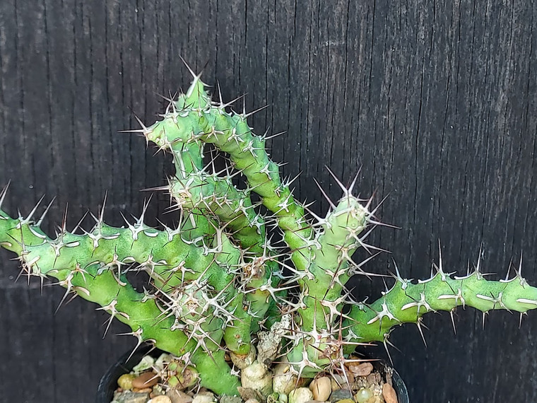 Euphorbia petricola