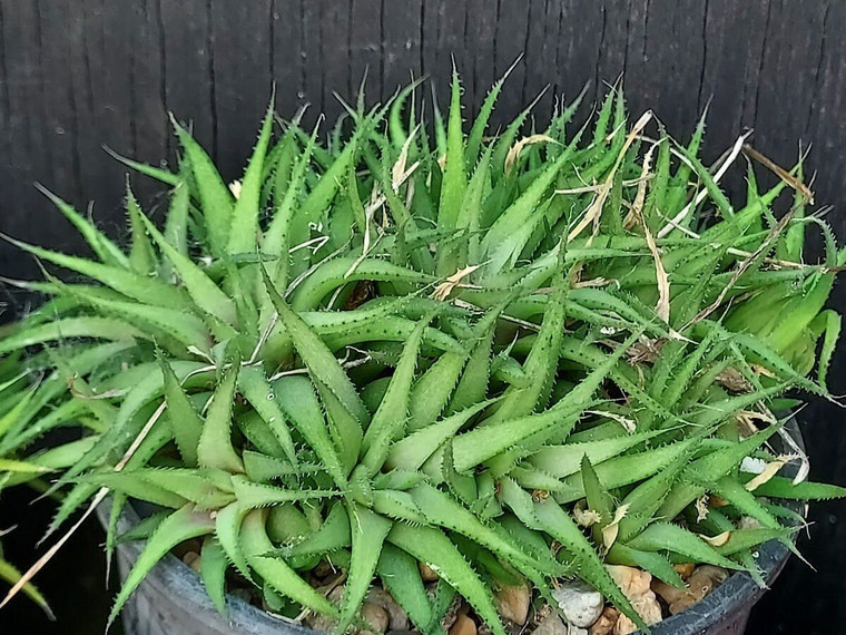 Haworthia chloracantha v denticulifera succulent plant Australia