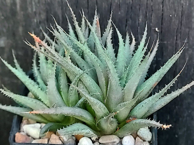 Haworthia chloracantha v subglauca succulent plant Australia