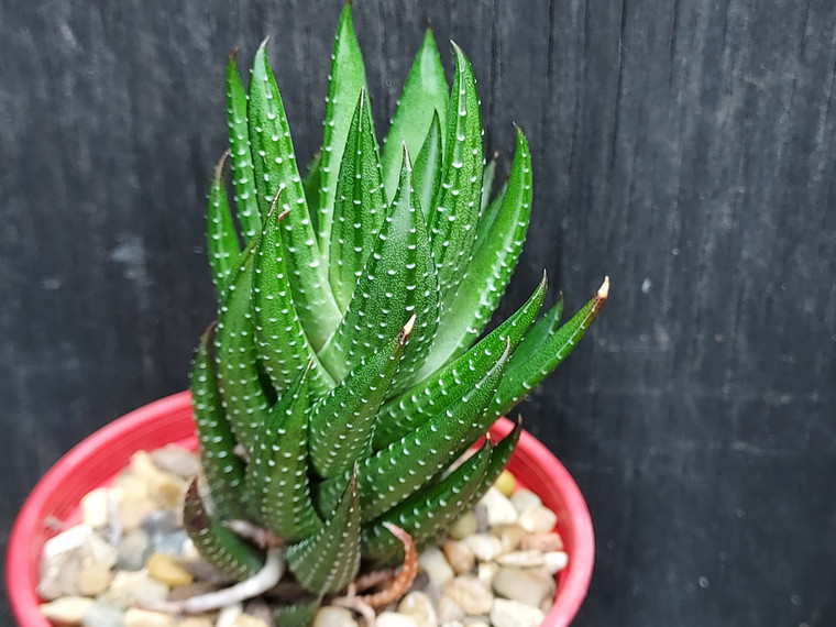 Haworthia coarctata f. greenii succulent plant Australia