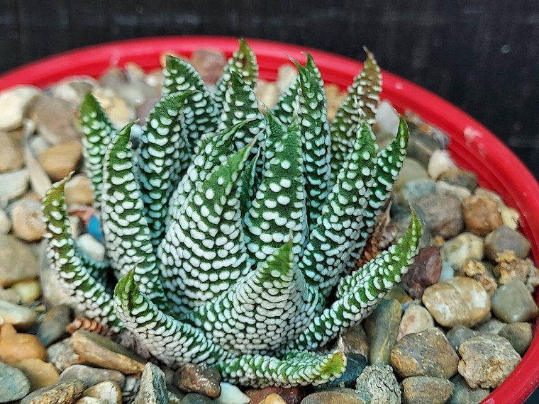 Haworthia minima