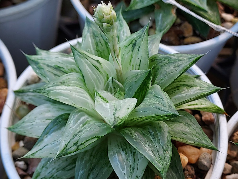 Haworthia retusa variegata