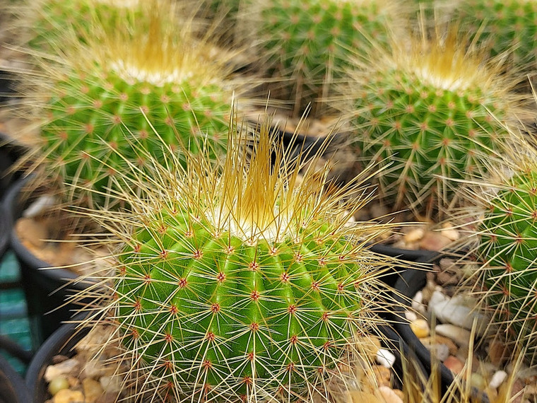 Parodia schumannii v grossei