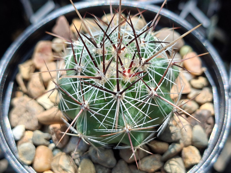 Thelocactus lausseri