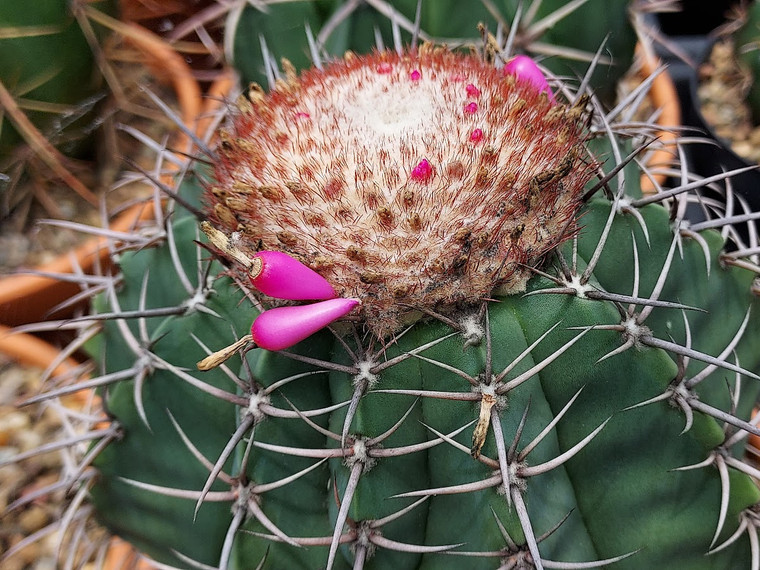Melocactus glaucescens -  (20) cactus seeds
