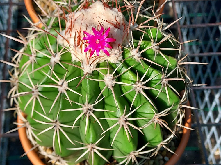 Melocactus zehntneri -  (20) cactus seeds