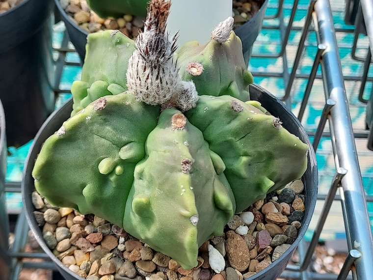 Astrophytum myriostigma cv fukuryu -  (10) cactus seeds