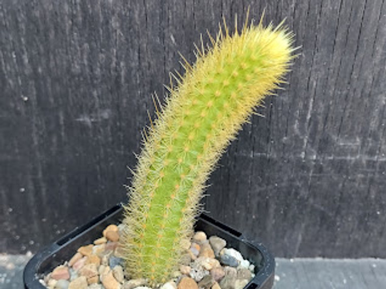 Cleistocactus aureispina x hildewintera colademononis