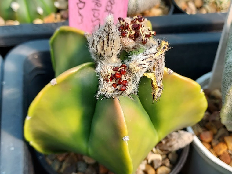 Astrophytum myriostigma variegated-  (10) cactus seeds