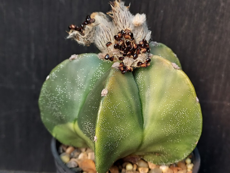 Astrophytum myriostigma variegated- (15) cactus seeds