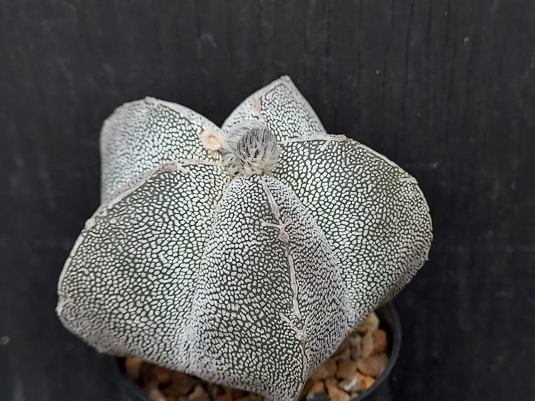 Astrophytum myriostigma cv onzuka-  (10) cactus seeds