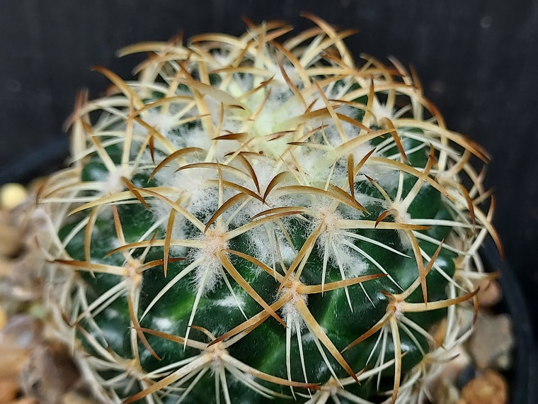 Coryphantha retusa