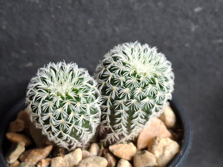 Frailea pygmaea v densispina australia