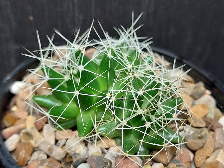 Mammillaria decipiens