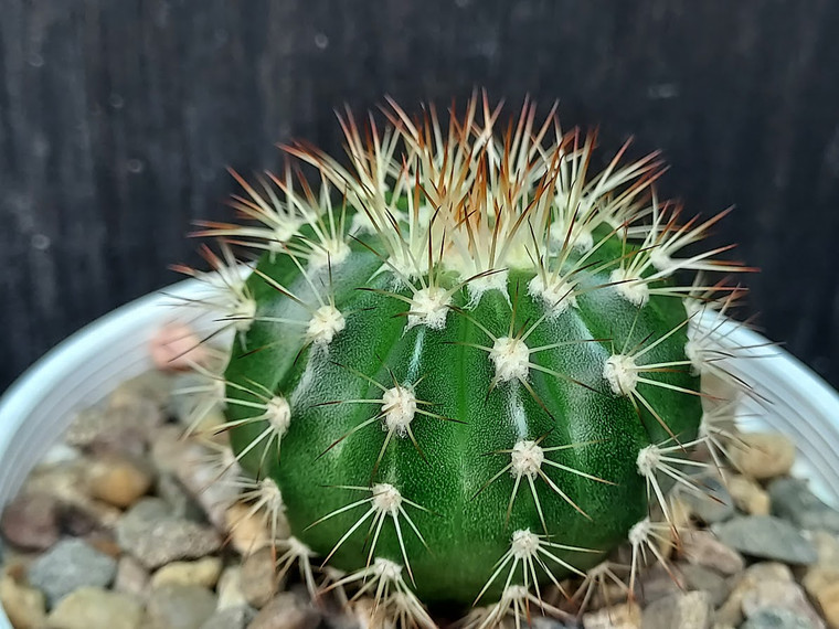 Melocactus boadwayi