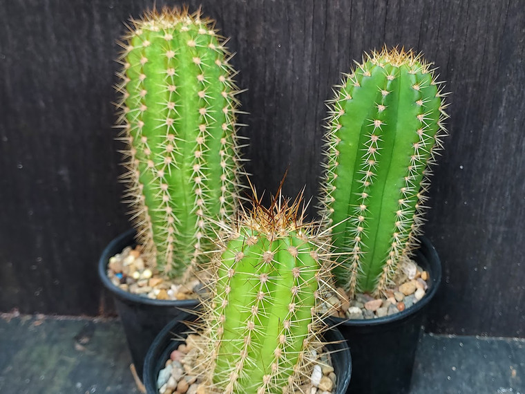 Echinopsis Super Nova (op)