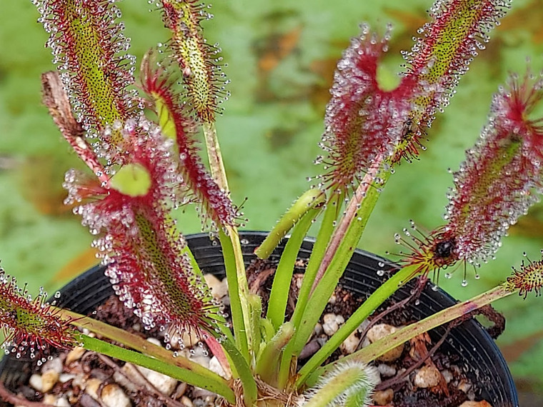 Drosera capensis